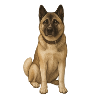 American Akita Holly