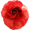 Red Rose Flower Print Large