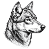 Wolf Wolfskopf Schwarz Weiß Gezeichnet Kunst