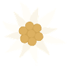 Fleur d’Edelweiss
