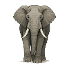 Majestic elephant in detailed illustrations