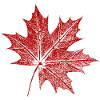 Maple leaf