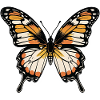 Couleurs vives de papillons