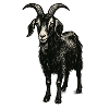 Dark billy goat – mystical animal motif
