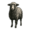 Black Sheep – Mystical Animal Illustration