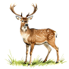 Wald-Aquarellhirsch