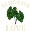 Alocasia Love