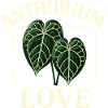 Anthurium Love
