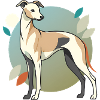 Italian Greyhound Dog Greyhound