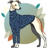 Italian Greyhound Dog Greyhound