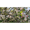Cherry blossom branches Spring