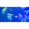 Blue jellyfish pattern