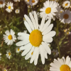 Daisies Sunlight