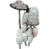 Shaggy Forest Mushrooms