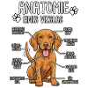 Vizsla: The True Anatomy