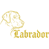 Labrador – Timeless elegance