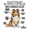 Long-haired Collie: The True Anatomy