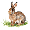 Lièvre Aquarelle dans l'herbe