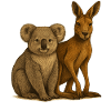 Koala and kangaroo