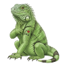 I Love Dad Iguana