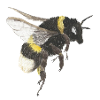 Accents d’abeille à l’aquarelle