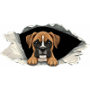 Niedlicher Boxer-Welpen-Hund-Effekt mit zerrissenem Papier