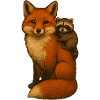 Fuchs und Waschbär
