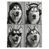 Husky