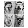 Shiba Inu