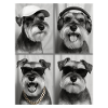  Zwergschnauzer