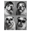 Bouledogue