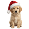 Cute Retriever puppy loves Christmas