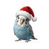 Blue budgie chirping Christmas carols