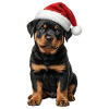 Starker Rottweiler Welpe ganz sanft