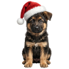 Treuer Schaeferhund Welpe als Weihnachtshelfer