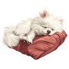 Chiot Spitz endormi