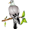 bird