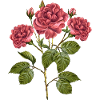 Blumen