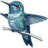 Kolibri im Aquarellschimmer