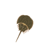  Horseshoe Crab Owner Biologist Chelicerate