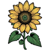 Sunflower Line Drawing