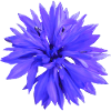Kornblume