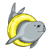 Seal Swimming Swimming Ring Summer
