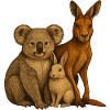 Koala Kangaroo Rabbit