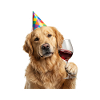 Happy Golden Retriever Enjoying Wine
