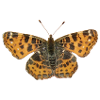 Butterfly Country Card