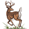 Jumping Deer Cartoon