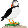 Puffin Print