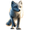 Polarfuchs Schneefuchs Eisfuchs Süßer Weißer Fuchs