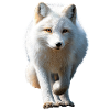Polarfuchs Schneefuchs Eisfuchs Süßer Weißer Fuchs